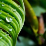 Ley de Biodiversidad de Costa Rica (Ley N° 7788)