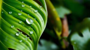 Ley de Biodiversidad de Costa Rica (Ley N° 7788)