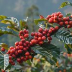 Ley para Establecer los Requisitos para la Declaratoria de Símbolos Nacionales de Costa Rica (Ley N° 10824)