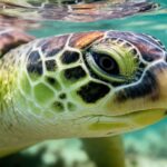 Ley de Protección, Conservación y Recuperación de las Poblaciones de Tortugas Marinas de Costa Rica (Ley N° 8325)