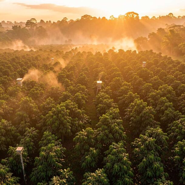 Trámite de las Solicitudes de Registro de Agroquímicos en Costa Rica (Ley N° 8702)