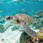 Creación del Fondo Azul de los Servicios Ecosistémicos Marino-Costeros para la Conservación y el Desarrollo Económico de las Zonas Costeras de Costa Rica (Ley N° 10533)